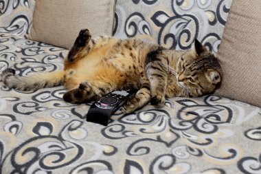 Yakışıklı kedi. Kanepede rahat poz kabarık ve şeritli olduğunu.