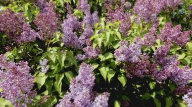 Parlak leylak ve mavi gökyüzü.