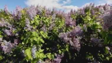 Parlak leylak ve mavi gökyüzü.