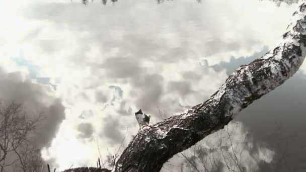 Bulutlar Ağaçlar Gölün Suyuna Yansıyor Çerçevenin Köşesinde Bir Ağaç Gövdesi — Stok video