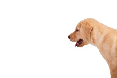 Labrador yavru köpek arıyorum