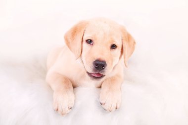 Labrador köpek yavrusu yalan ve görünüyor