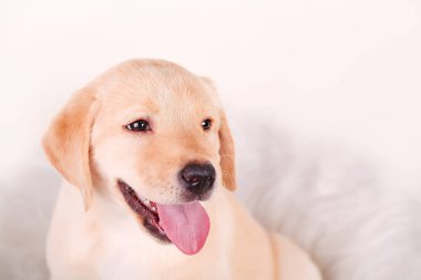 Köpek yavrusu Close-Up