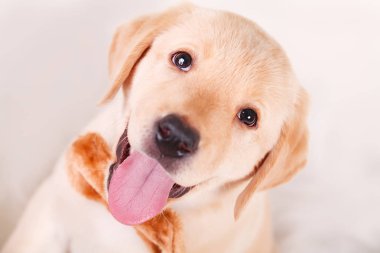Beyaz zemin üzerinde kameraya bakarak çok güzel Labrador köpek yavrusu
