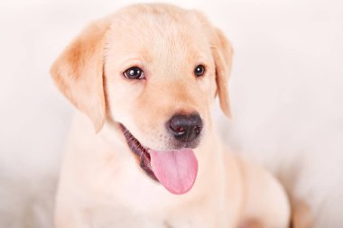 2 aylık labrador retriever köpek yavrusu