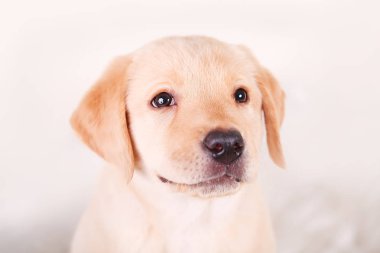 Sevimli sarı labrador beagle mix köpek beyaz