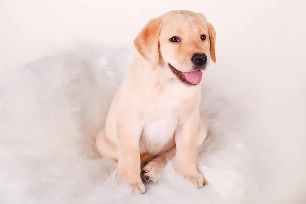 Золотой ретривер щенка портрет на белом фоне — стоковое фото