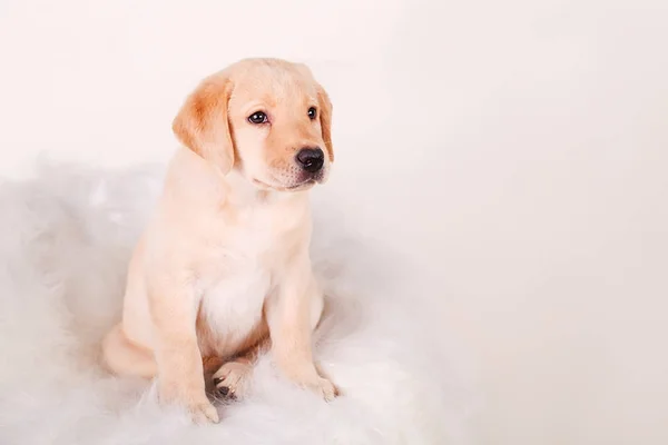 Bakan, izole üzerinde beyaz Labrador yavrusu oturma ve — Stok fotoğraf