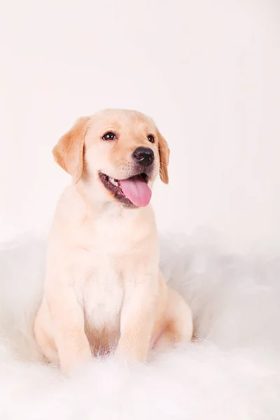 Rolig munkorg Labrador hundvalp — Stockfoto