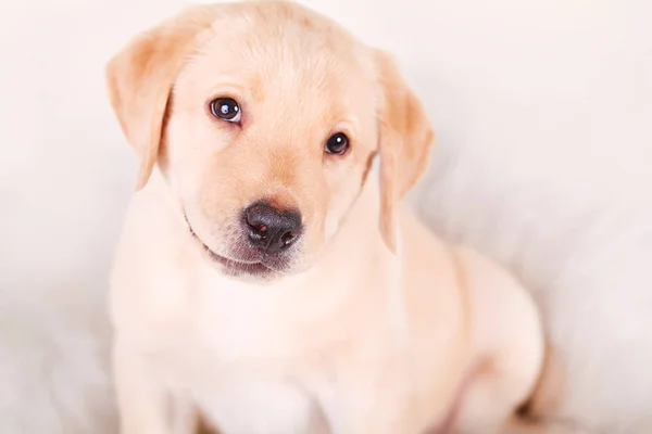 Un petit chien blanc labrador retriever chiot d'un mois sur fond blanc — Photo