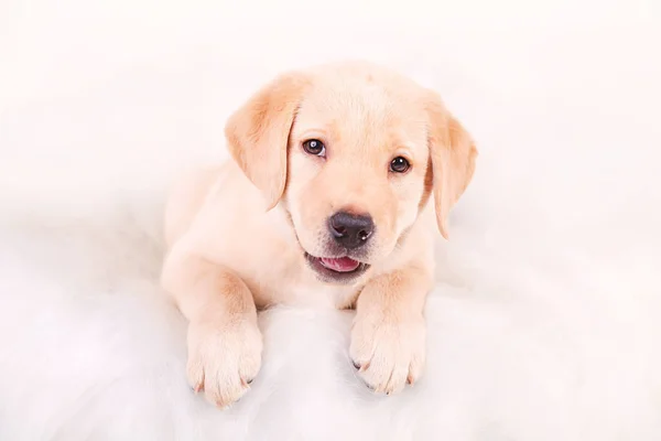 Labrador cucciolo bugie e sguardi — Foto Stock