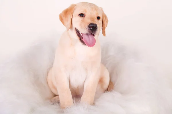 Крупный план лабрадор ретривер щенок изолирован на белом фоне — стоковое фото