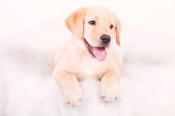 Drawing dog, puppy Labrador, portrait on a white background