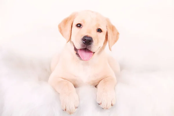 Beyaz zemin üzerinde kameraya bakarak çok güzel Labrador köpek yavrusu — Stok fotoğraf