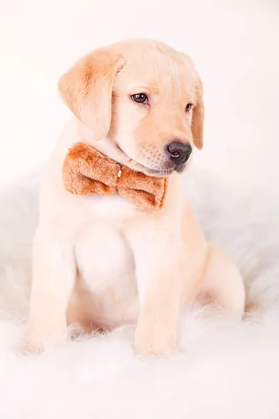 Красивый лабрадор ретривер крем щенок на белом фоне в голубой воротник собаки — стоковое фото