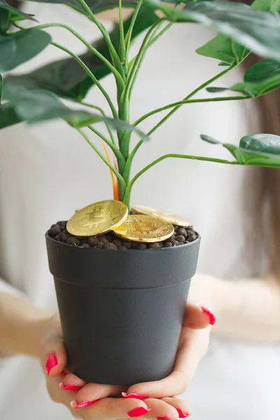 Жінка тримає, домашня рослина з монетами біткоїну на землі — стокове фото