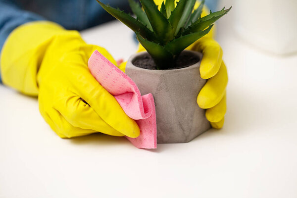 Cleaning company worker cares for a plant