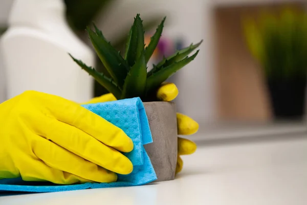 Cleaning company worker cares for a plant — Stock Photo, Image