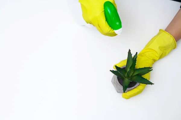 Cleaning company worker cares for a plant