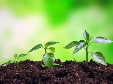 Yeni bir fikir ve finansal büyüme yaratma kavramı