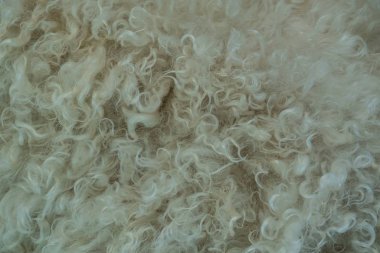 Angora keçisinin kürküne yakın çekim