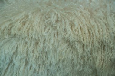 Angora keçisinin kürküne yakın çekim