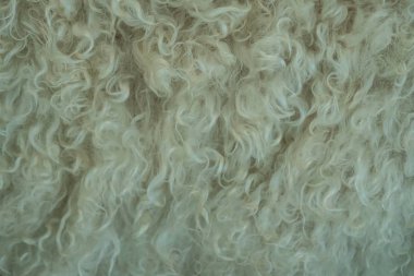 Angora keçisinin kürküne yakın çekim