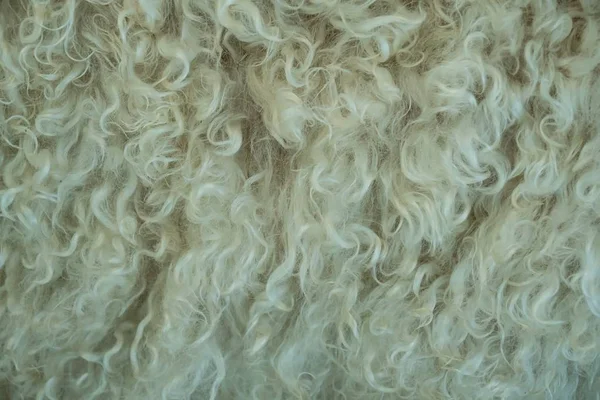 Gros plan de fourrure sur une chèvre angora — Photo