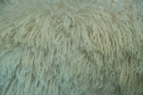 Gros plan de fourrure sur une chèvre angora — Photo