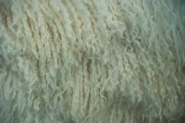 Close-up of fur on a angora goat — 스톡 사진