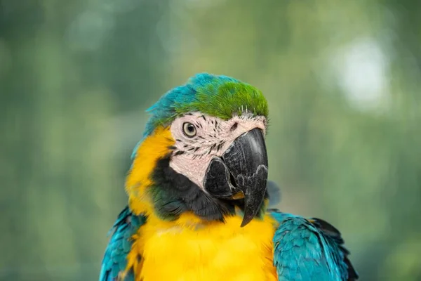 Portrait en gros plan du perroquet à aras bleu et jaune coloré — Photo