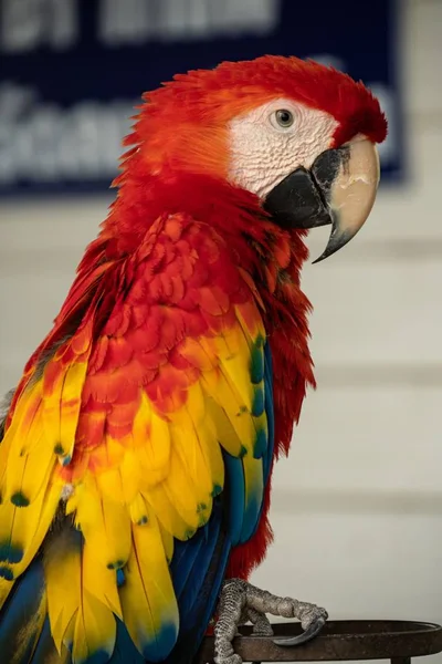 Renkli kırmızı, mavi ve sarı papağan portresi. — Stok fotoğraf