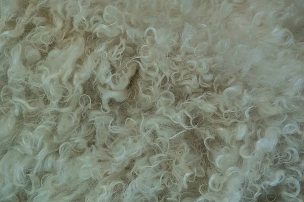 Gros plan de fourrure sur une chèvre angora Image En Vente