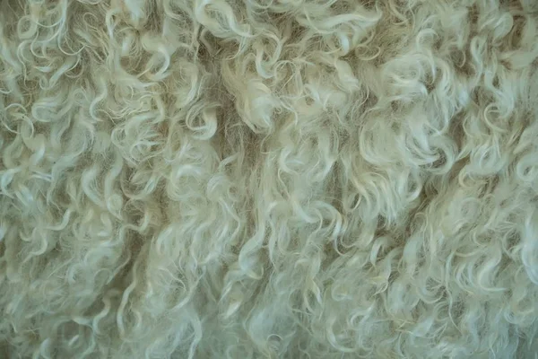 Close-up de pele em uma cabra angorá Fotografias De Stock Royalty-Free
