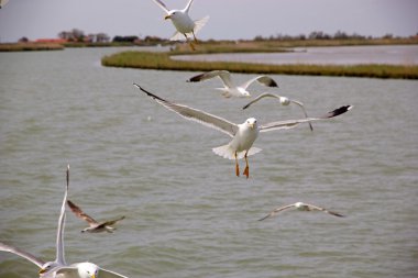 Sarı bacaklı martı (Laris michahellis)