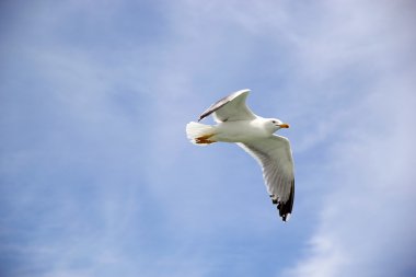 Sarı bacaklı martı (Laris michahellis)