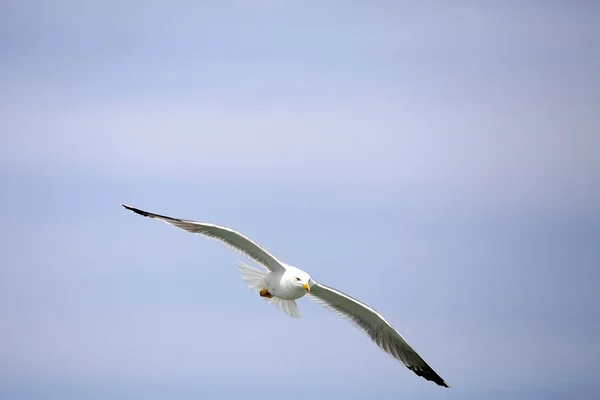 Желтоногая чайка (Laris michahellis ) — стоковое фото