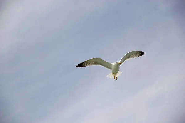 Yellow-legged gull (Laris michahellis) — Stock Photo, Image