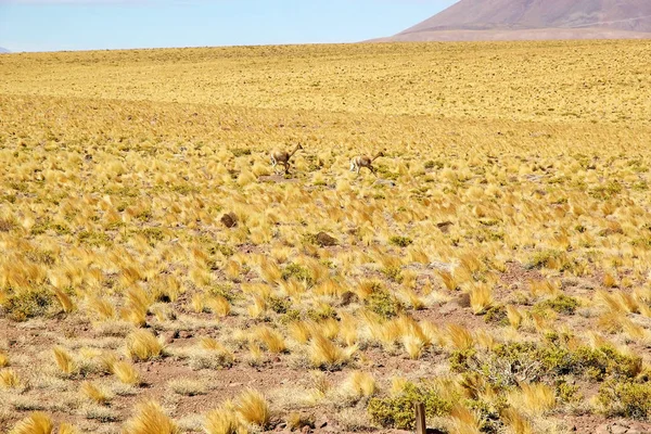 Atacama woestijn, Chile — Stockfoto