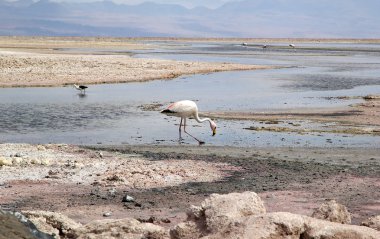 Şili flamingos Chaxa Lagoon, Chile