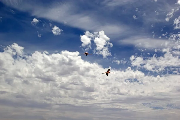 Die chilenischen Flamingos im blauen Himmel — Stockfoto