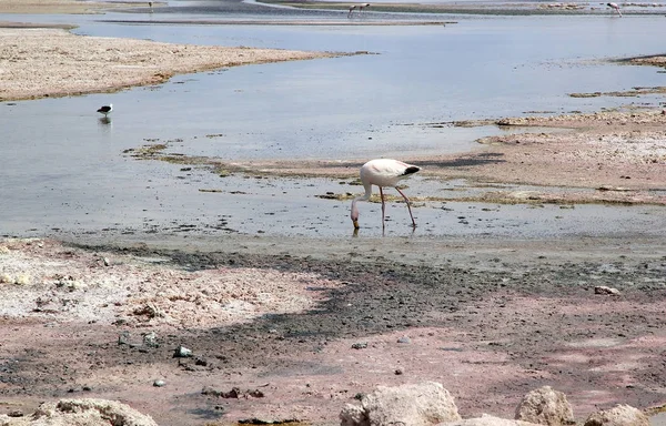 The Chilean flamingos at the Chaxa Lagoon, Chile — Stock Photo, Image