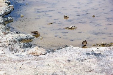 The pectoral sandpiper at the Chaxa Lagoon, Chile