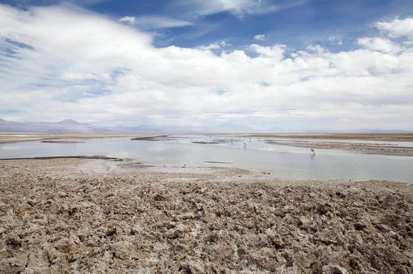 Laguna Chaxa en el Salar de Atacama, Chile — Foto de Stock