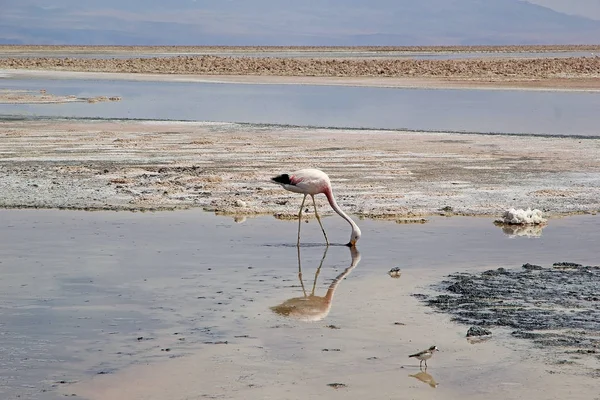 De Chileense flamingo's op de Chaxa Lagoon, Chili — Stockfoto