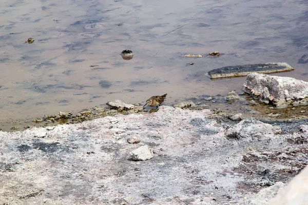 The pectoral sandpiper at the Chaxa Lagoon, Chile