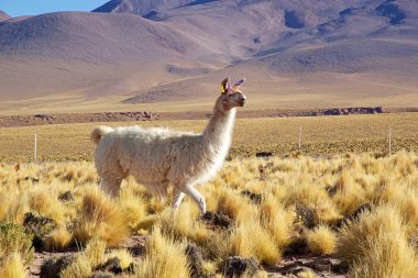 Lama (Lama glama)