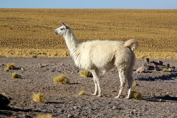 Lama (Lama glama) — Stok fotoğraf