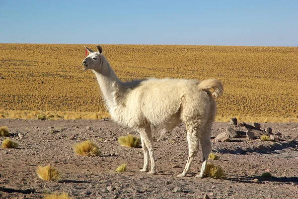 Lama (Lama glama) — Stok fotoğraf