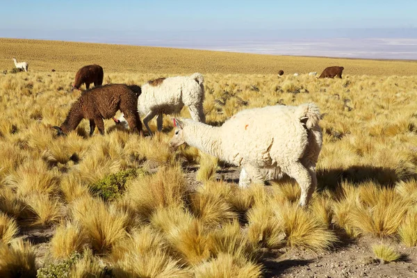 Lhama (Lama glama) — Fotografia de Stock